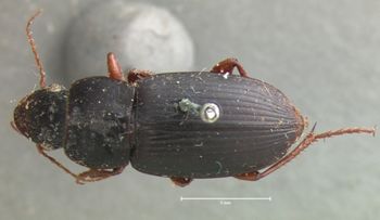 Media type: image;   Entomology 5895 Aspect: habitus dorsal view